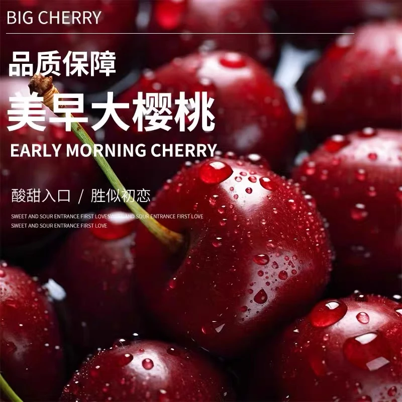 【真美早】【现场看】山东烟台大樱桃顺丰冷链空运