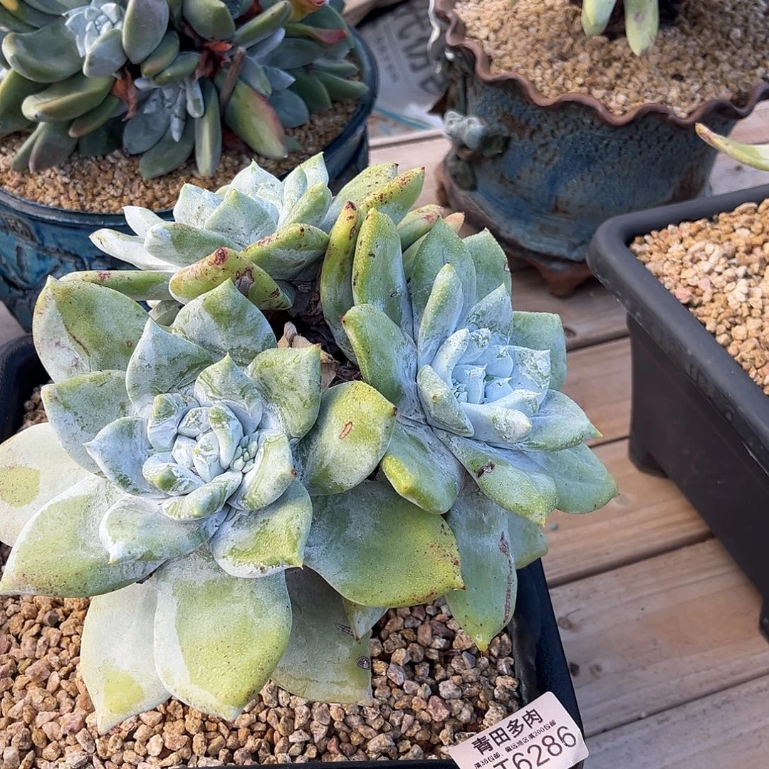 小鹿多肉一物一拍8552