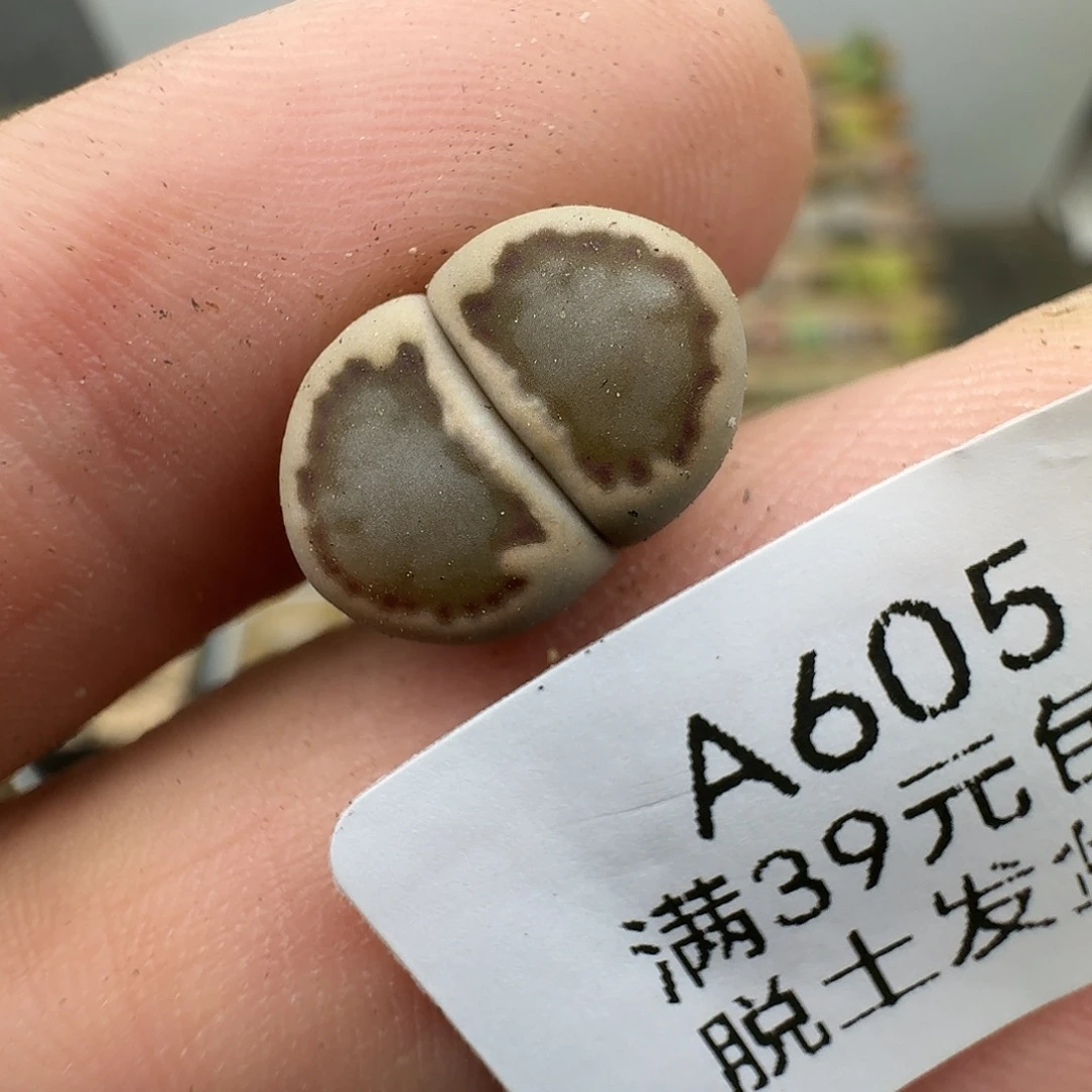 605多肉哈哈哈哈哈哈哈