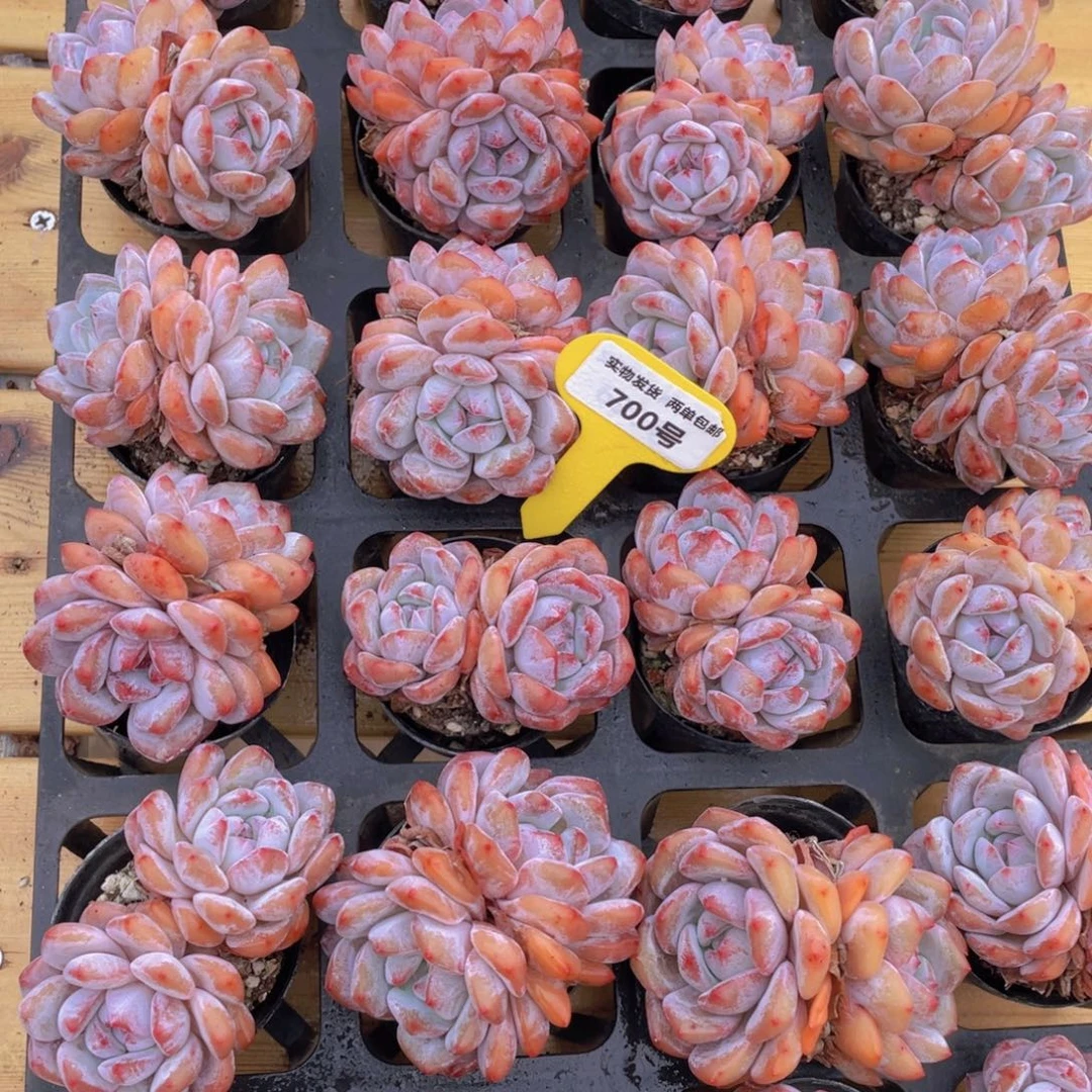 700号 包包韩橙双头一个