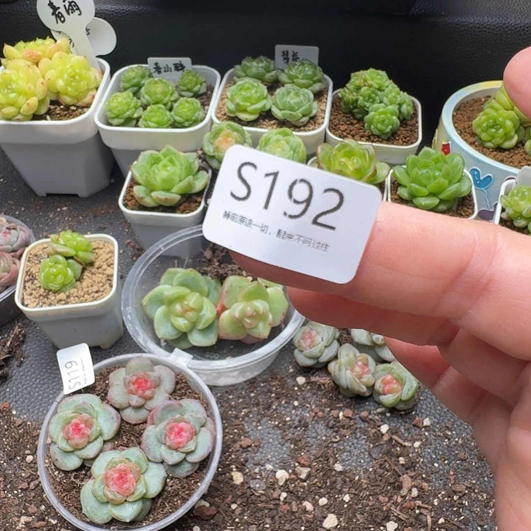 一物一拍一组806-192土5斤