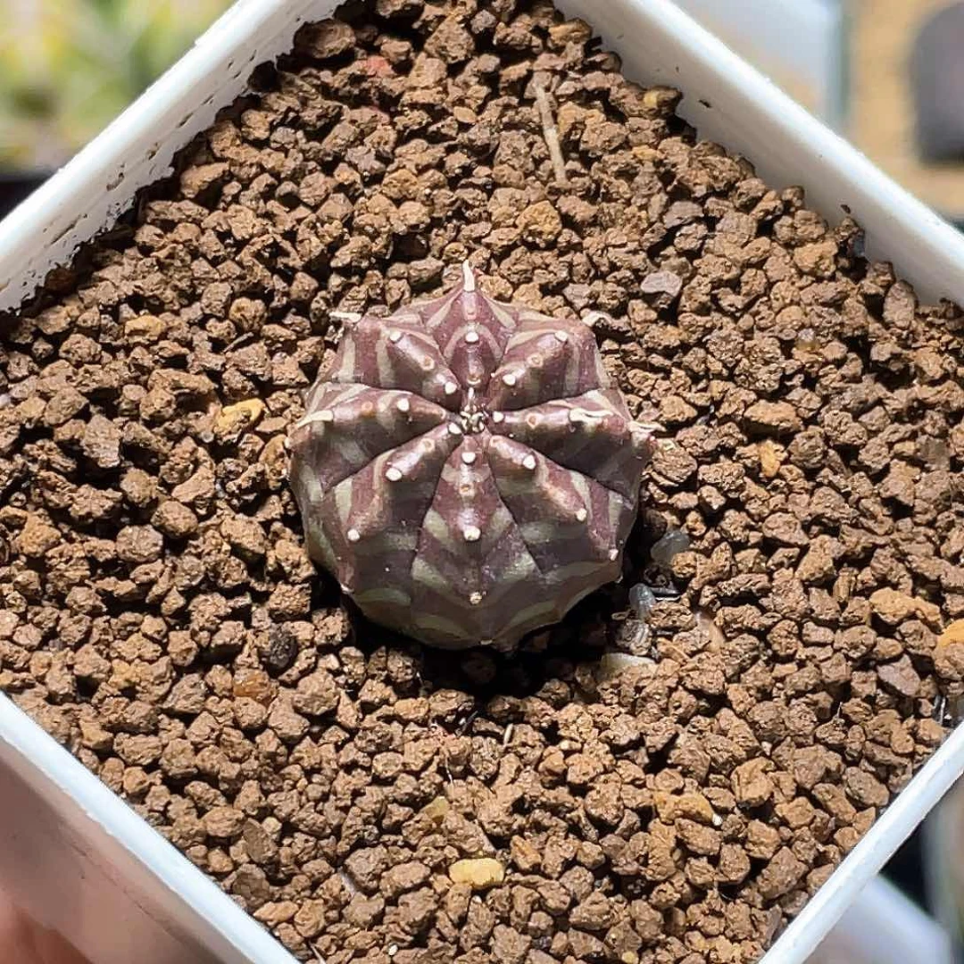 实生坤坤法丽达 致远多肉