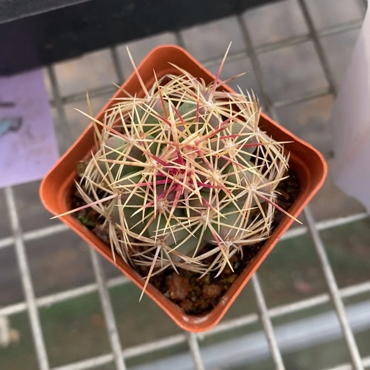 伯克利和格蕾纳等著名音乐家都