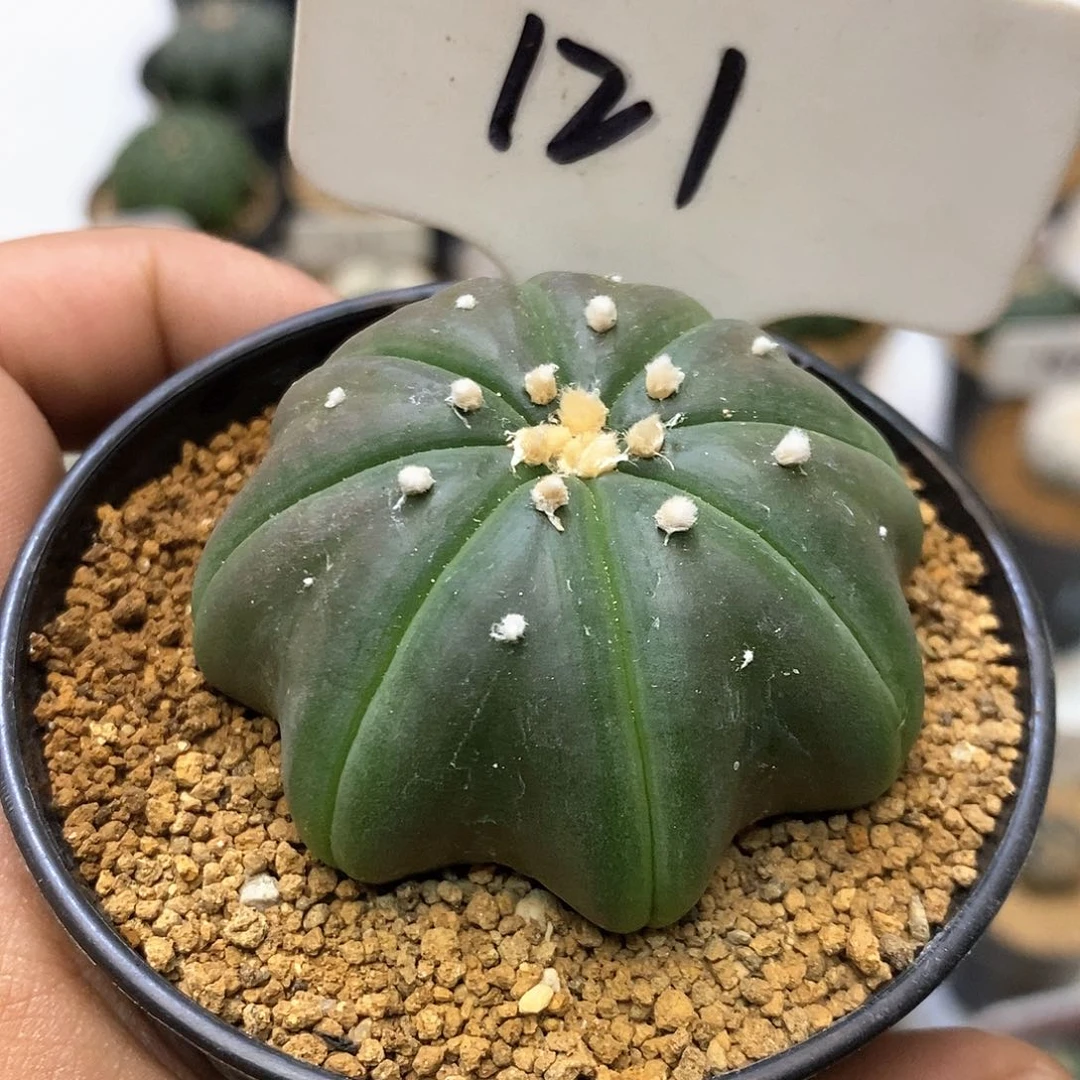 121紫皮海星福利特价咯福利