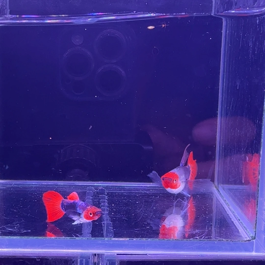 孔雀鱼深海蓝缎带1对