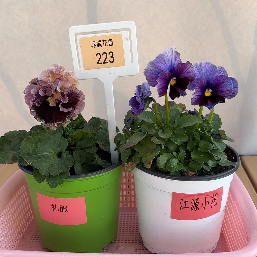 大部分开放少量花苞223