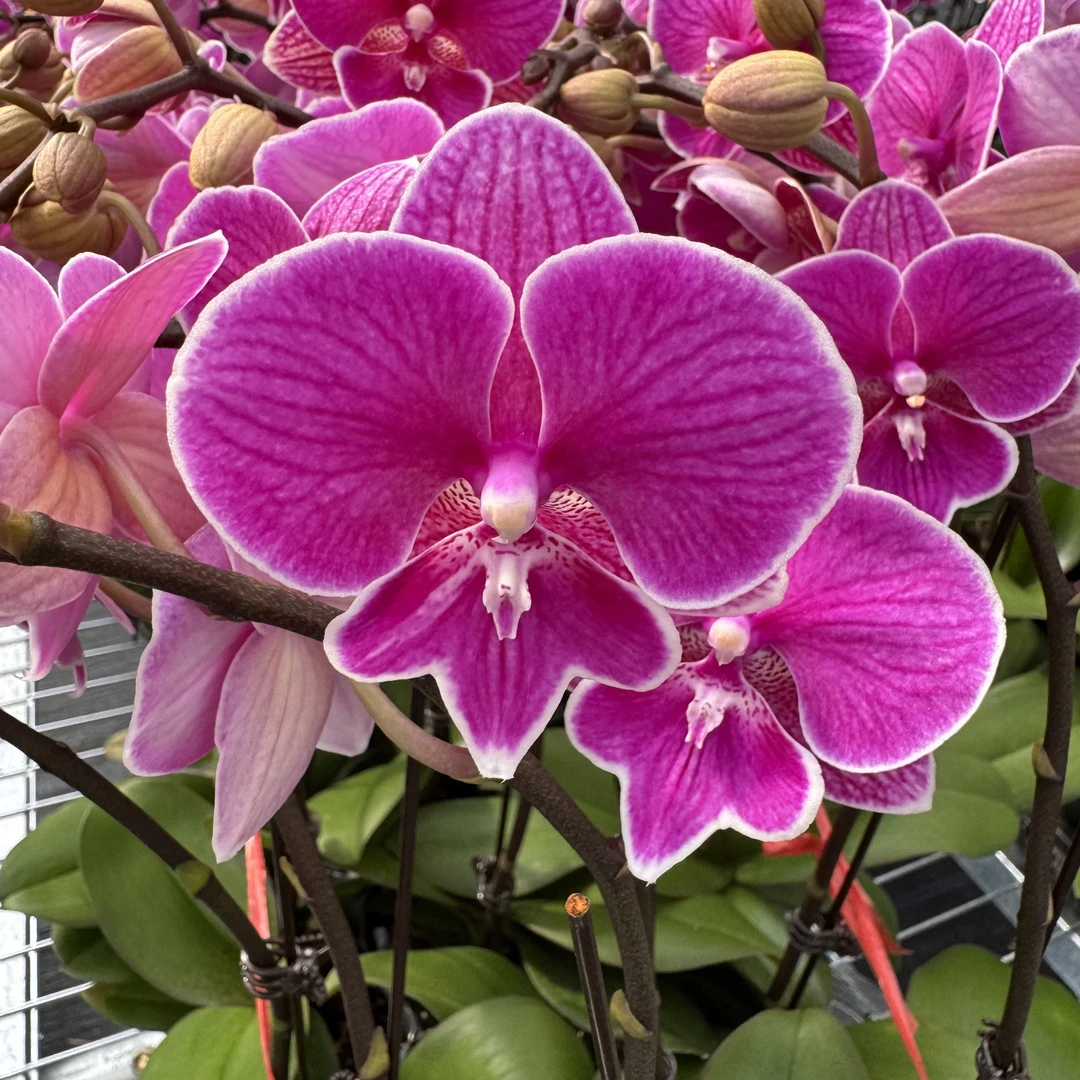 兰博花卉【红豆】带花带花苞发货