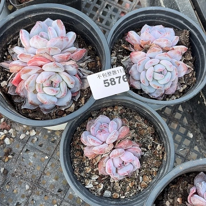 阿雅园艺。        5875星影三颗