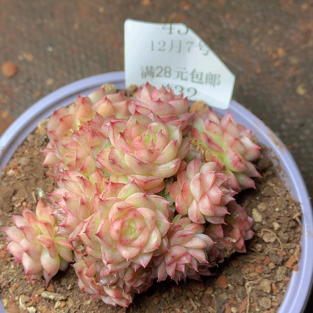 【闪购商品】云432号麦秆