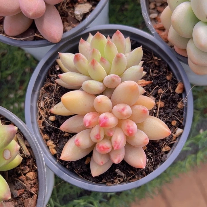 健健康康平平安安