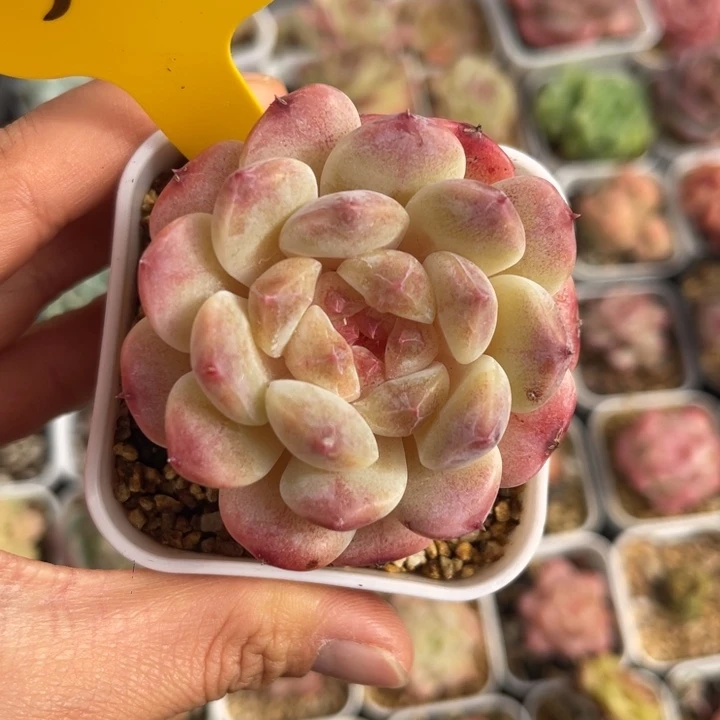 彩虹冰魄单头5468