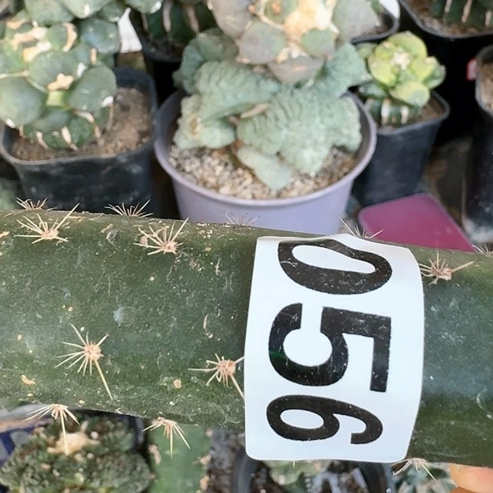 【闪购商品】无花朵z****店大尤皱尤锦056