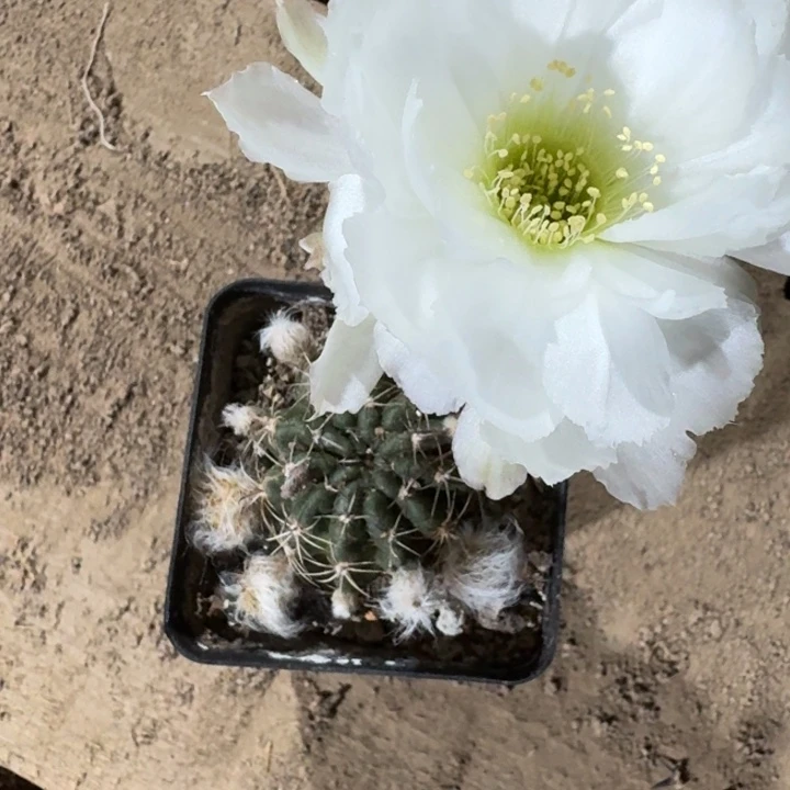 209丽花白牡丹2到3公分左右带盆发货软，20包邮