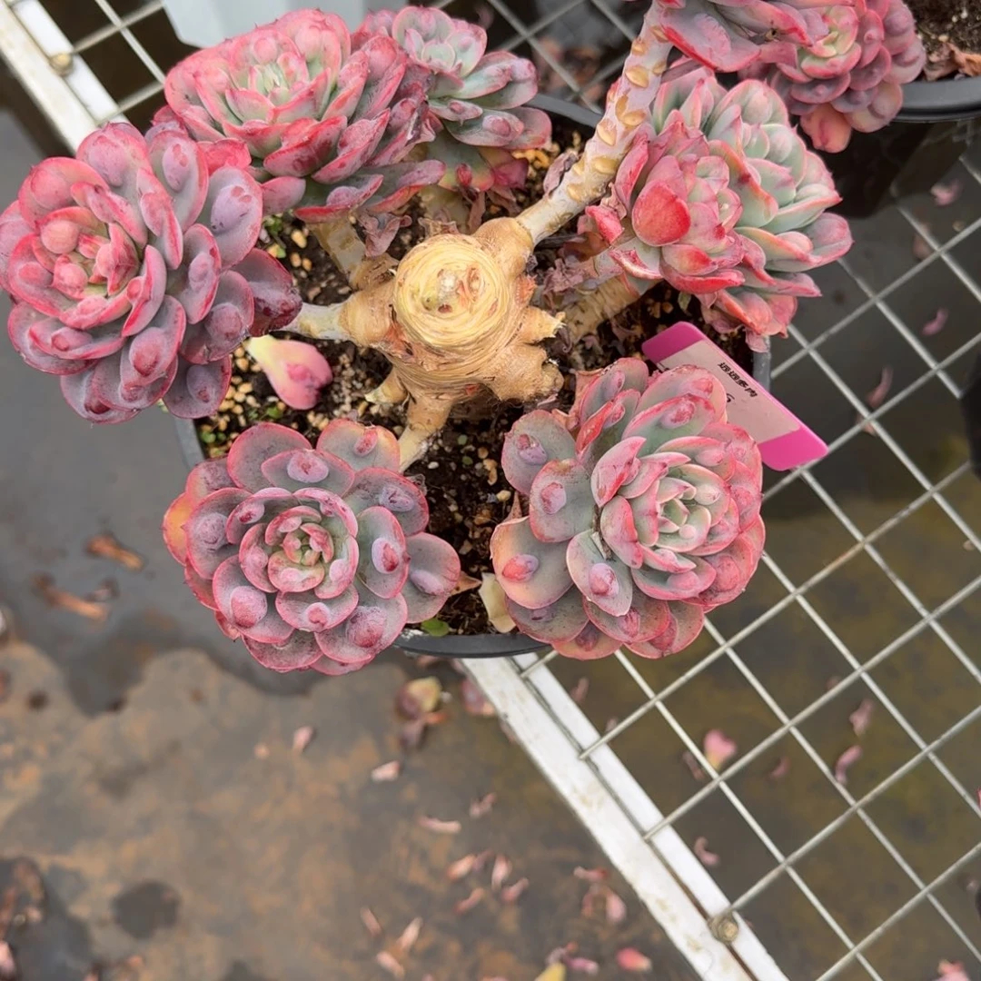 116雨滴肉肉肉肉肉肉肉