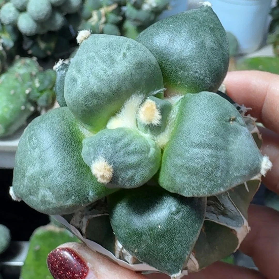 【闪购商品】无花朵凨**夙牡丹210
