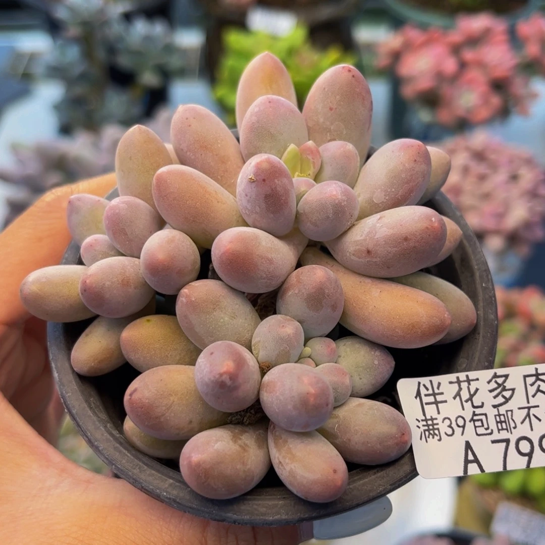 779-汤圆多肉7cm多肉