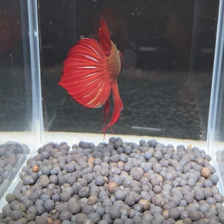 斗鱼泰国斗鱼184号