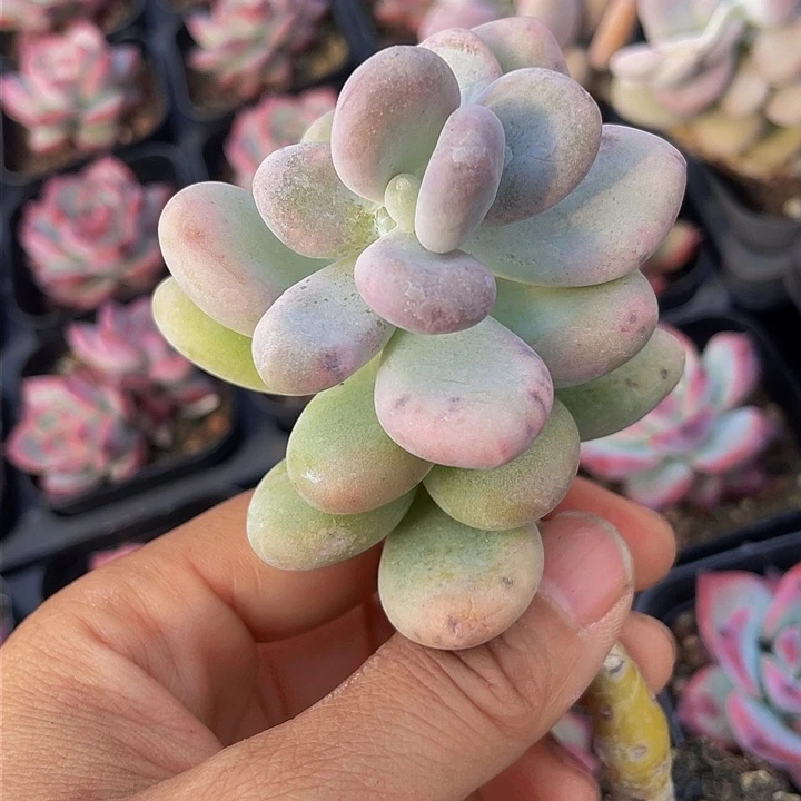 潢****材一物一拍满18包邮