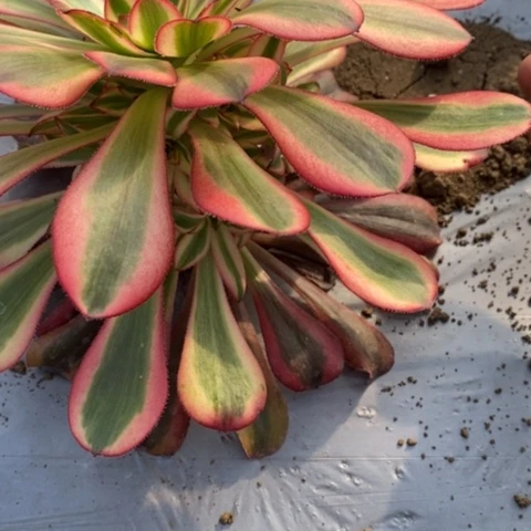 311初恋满25包邮多肉