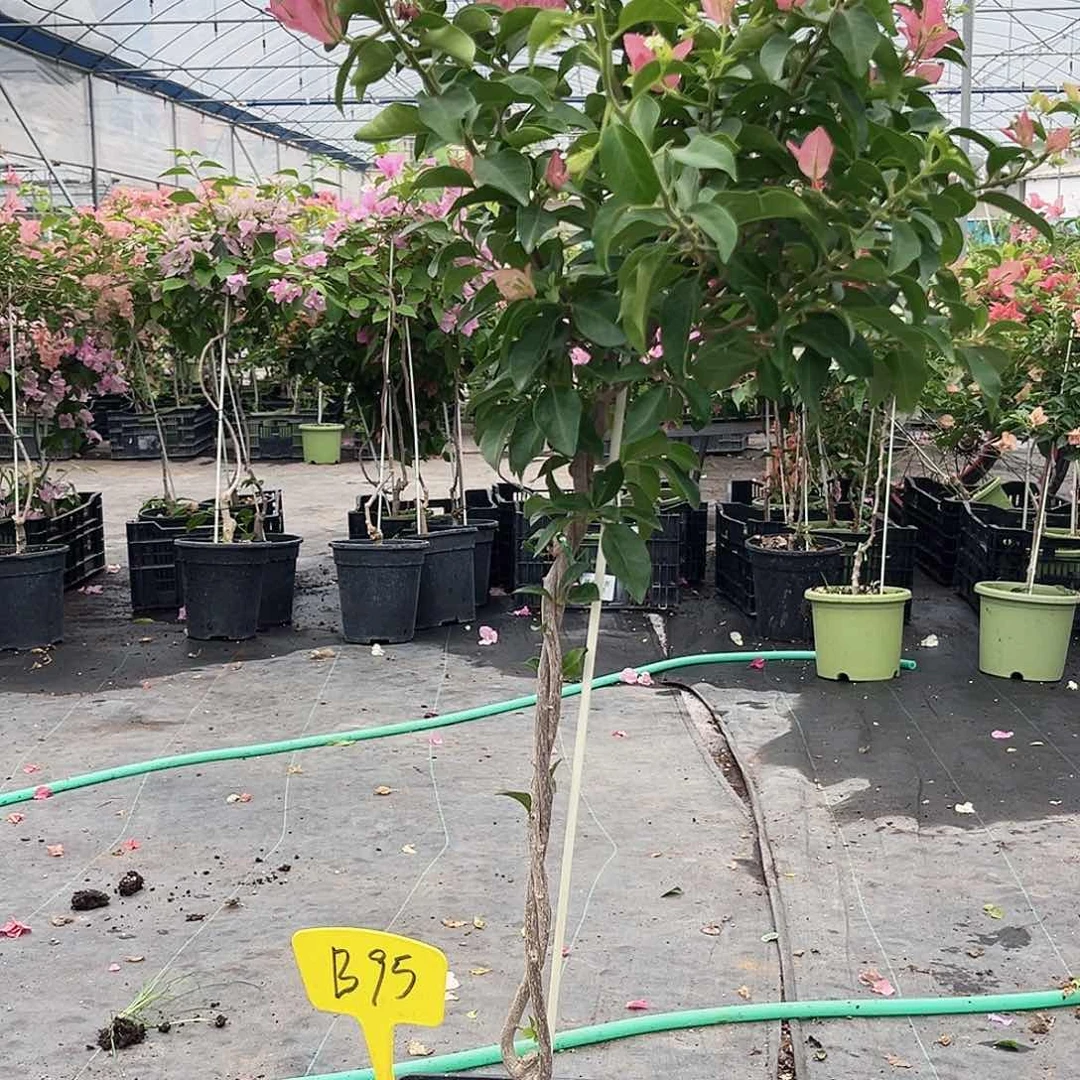 当前无花栽培后可以开花B95卡亚塔