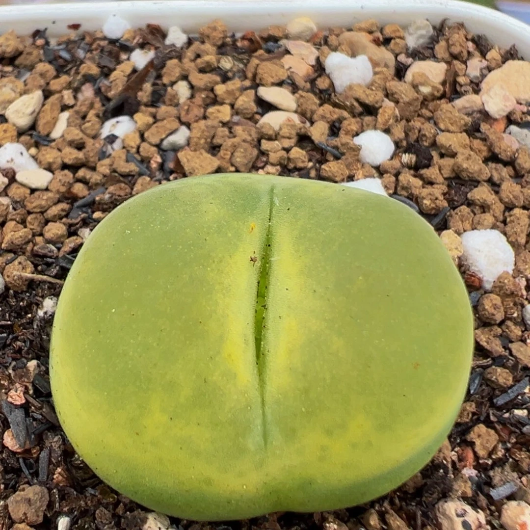58多肉植物百科植物