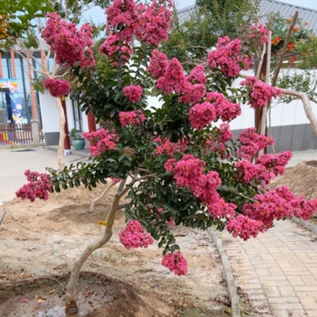 精品的日本小叶宫粉紫薇花庭院高端植物