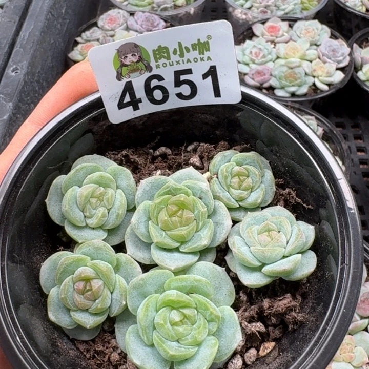 多肉植物多肉植物