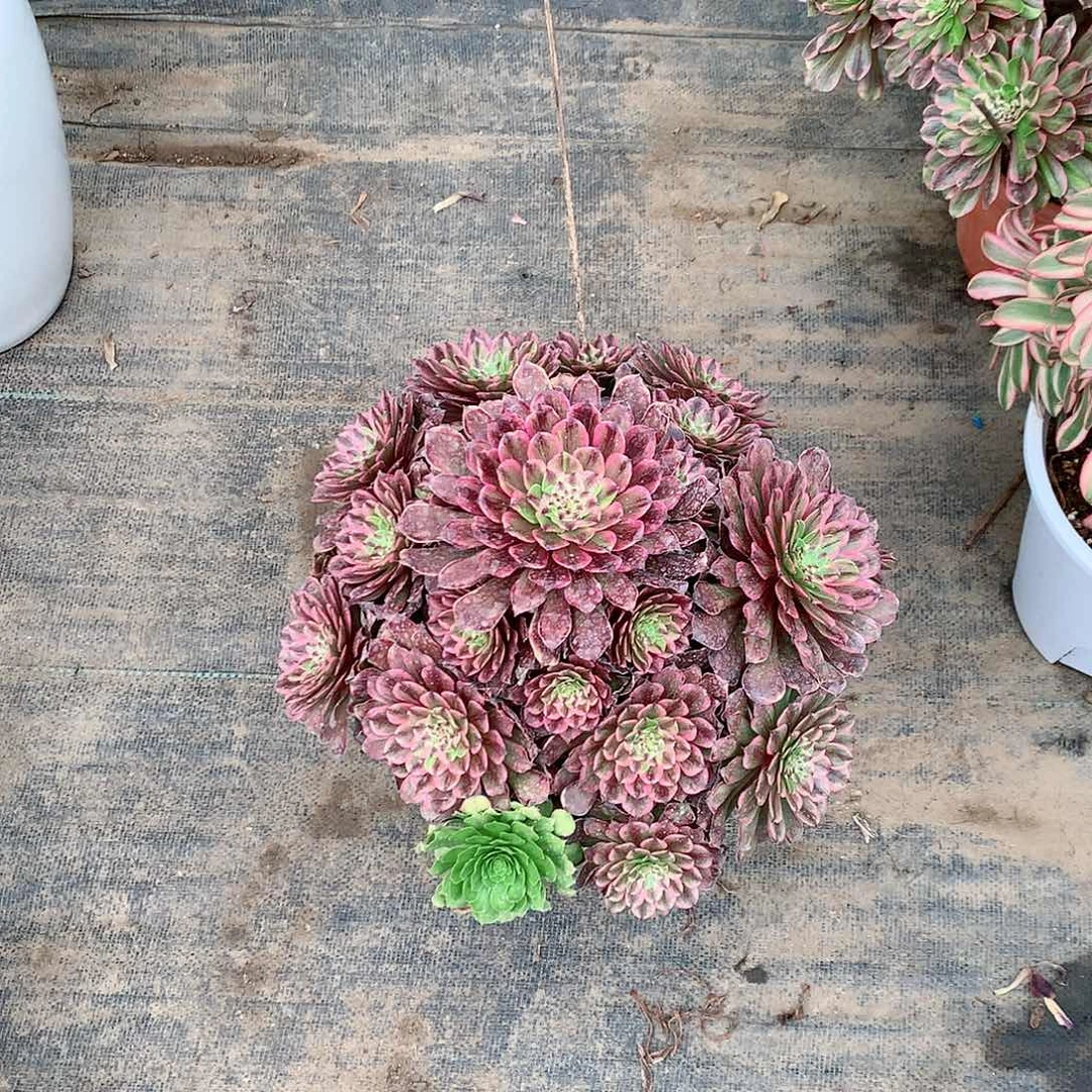 【闪购商品】零*粉黛，多肉