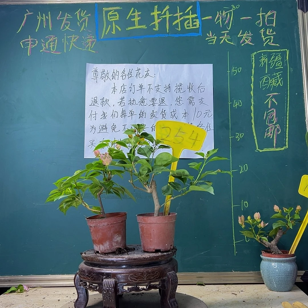 当前无花栽培后可以开花暗斑水晶掌中宝 绿叶柠檬黄掌中宝 254