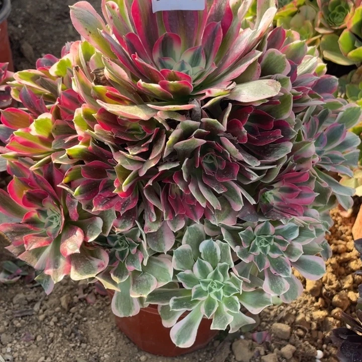 完全开放706多肉植物男神