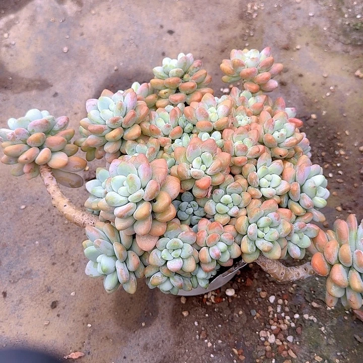 香水洛神多肉植物