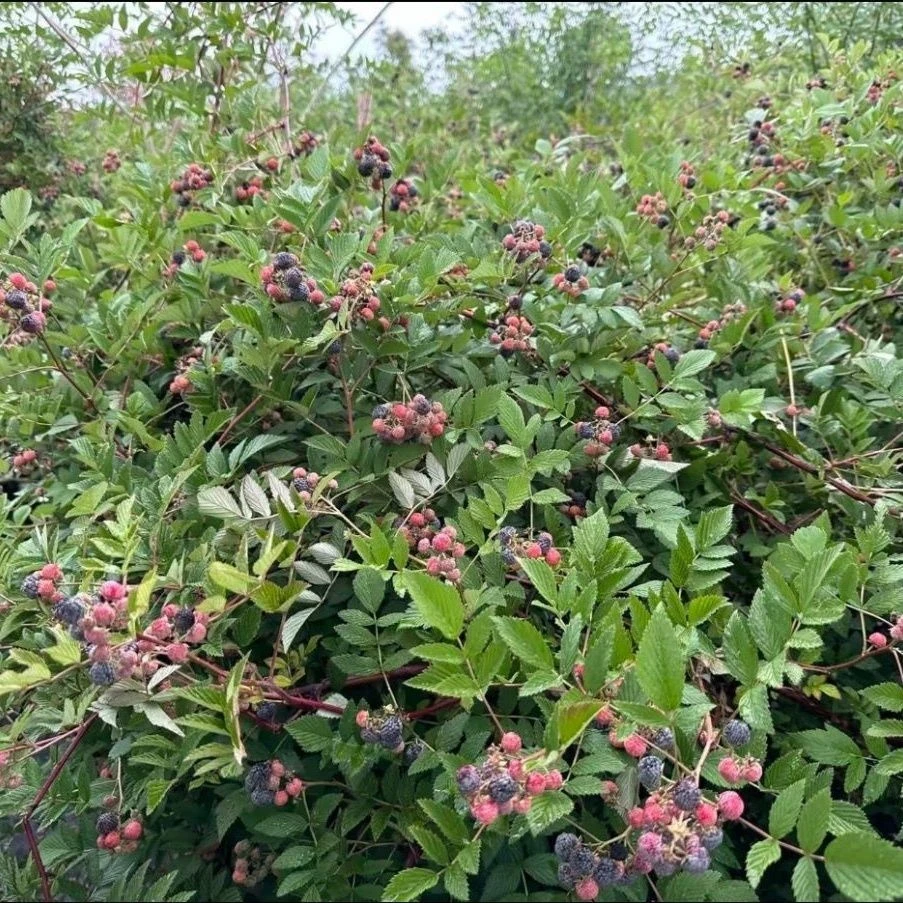 无刺黑泡，黑锁莓，耐阴耐热室内客厅阳台观叶盆栽