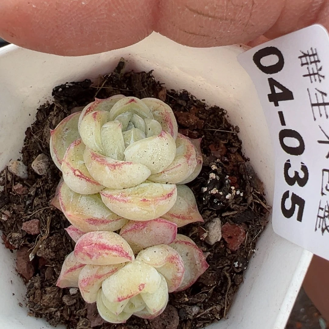 小卡拉米糖心一物一拍4-35