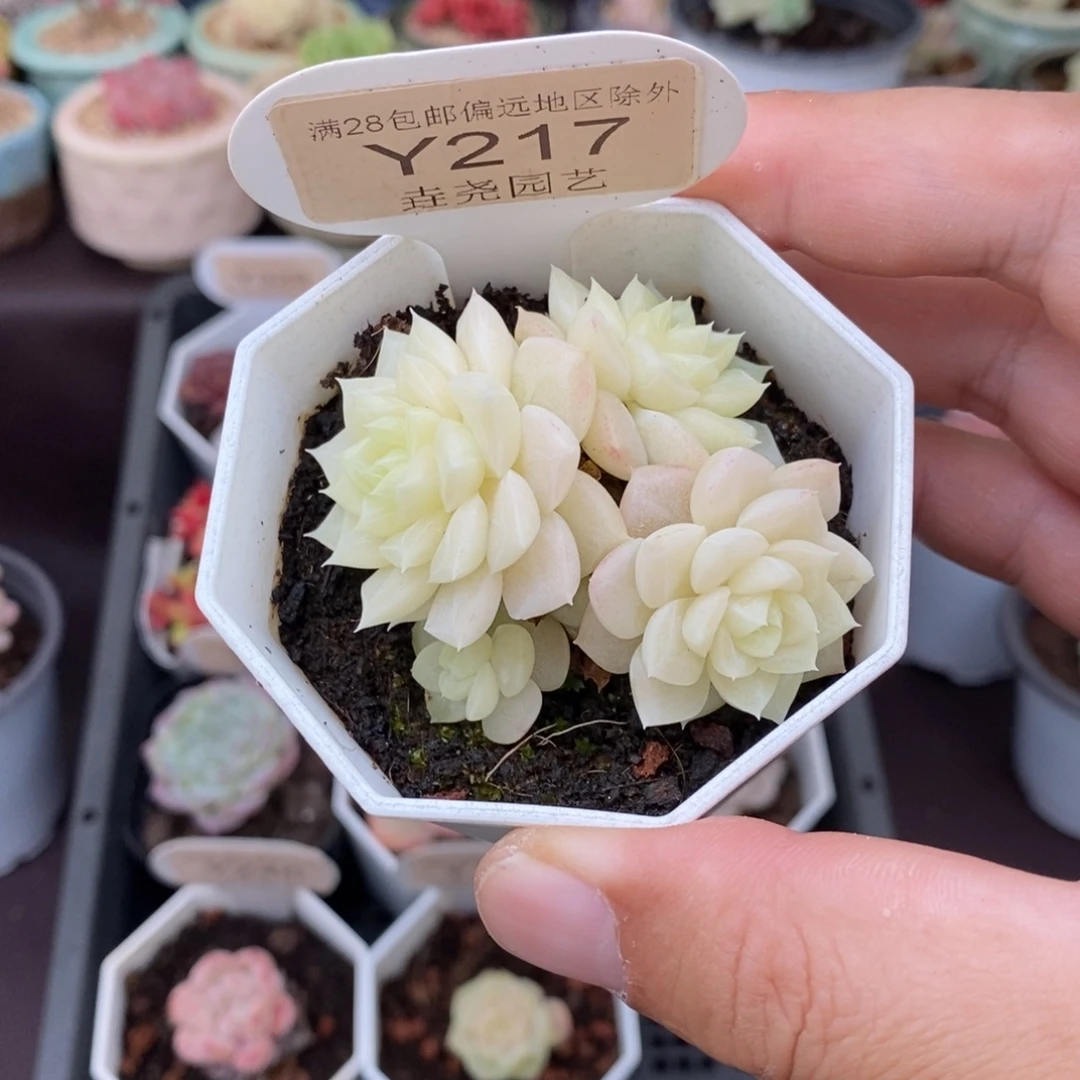 0217 白天鹅 群 5.5cm