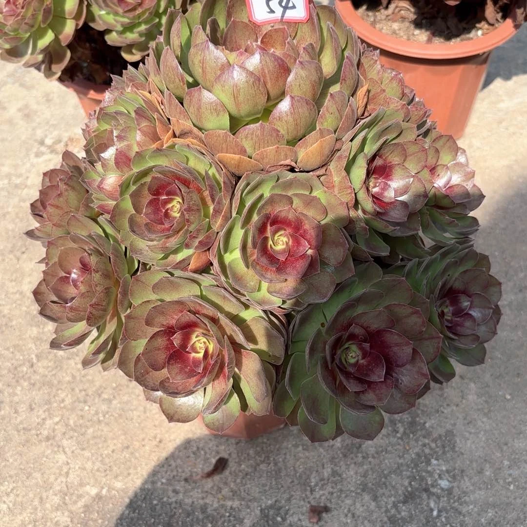 无花朵54黑膜多肉植物