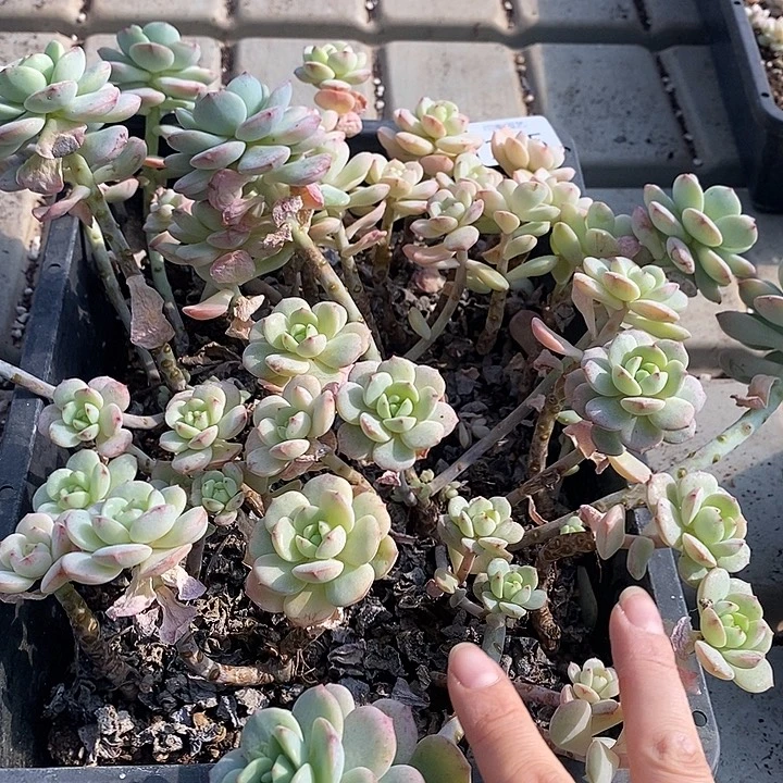 115 多肉植物盆栽花卉不售后