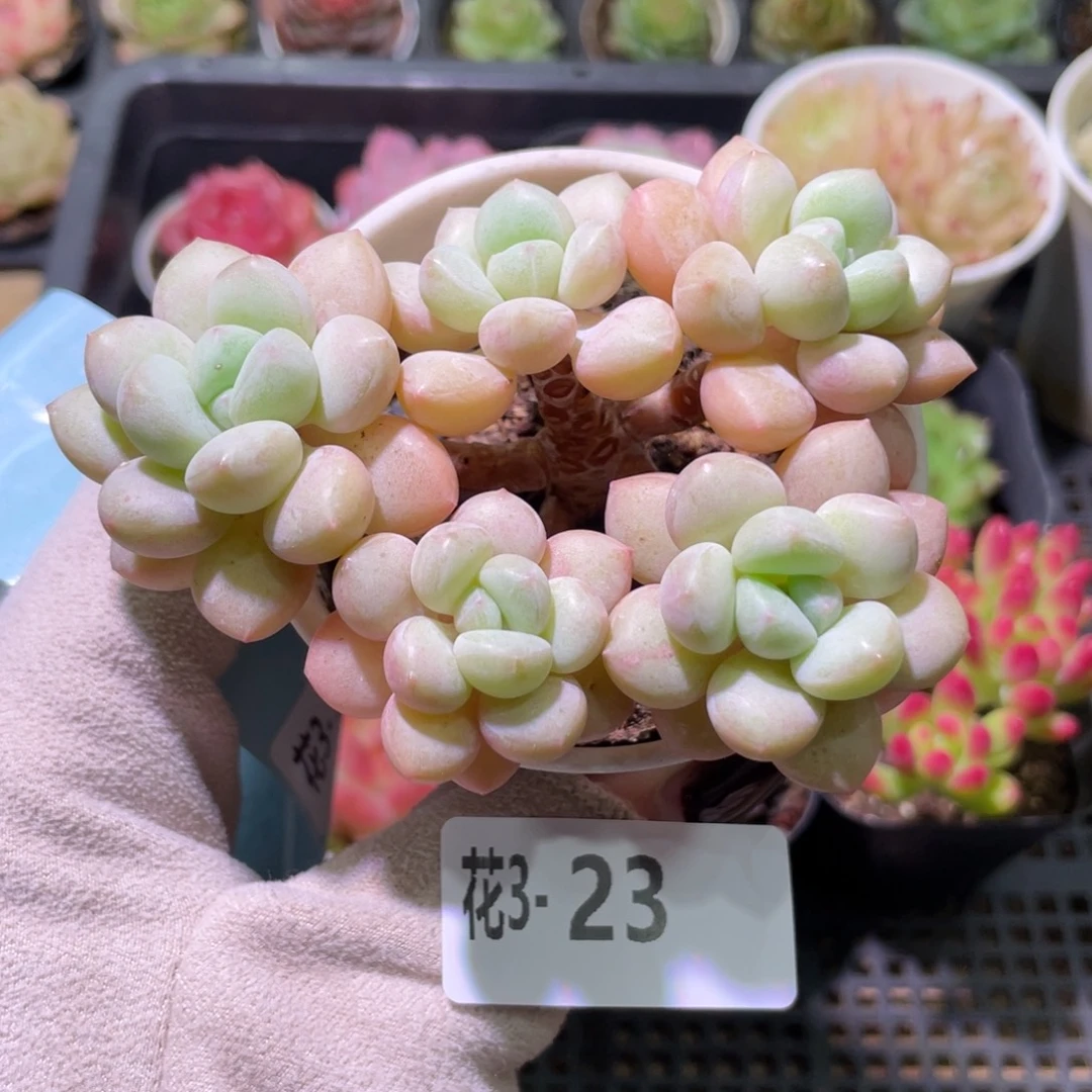 花利美3-23泡泡糖