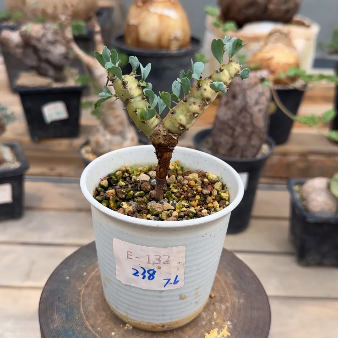 132红花鱼骨城块根植物