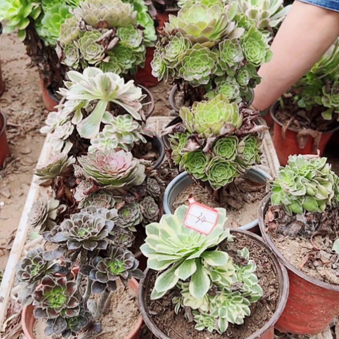 【闪购商品】无花朵一*34号套餐9颗多肉植物