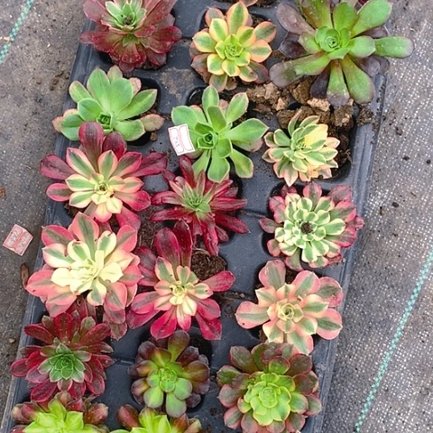 560单头21棵多肉植物