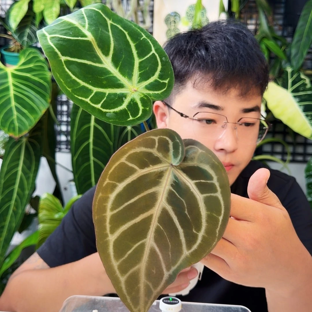不开花植物G61紫铜