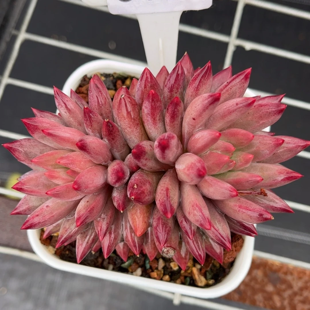 多肉植物0199 满30包邮