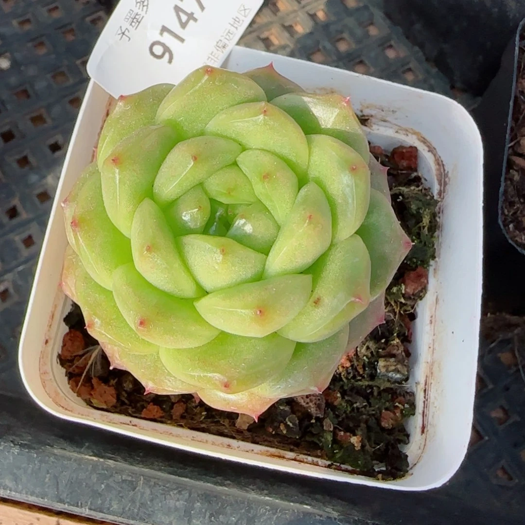 灯泡珍妮，9147多肉