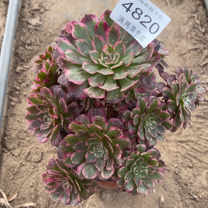 4820霁月多肉的人多