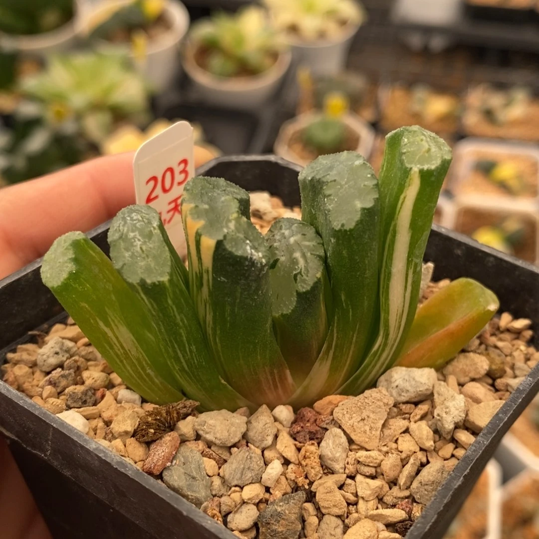 203号北斋玉扇锦多肉