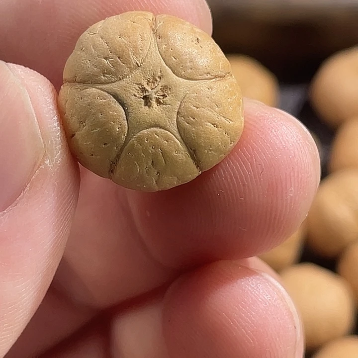 凤眼菩提吊坠尼泊尔小凤眼