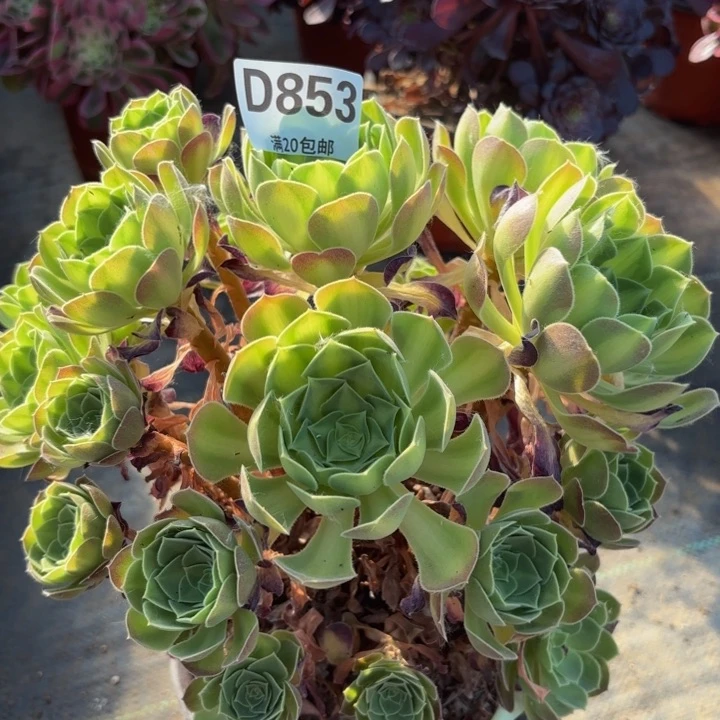 瑞妈多肉植物853