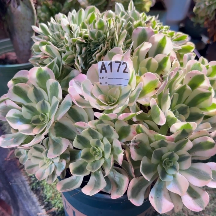 粉女巫缀化法师172