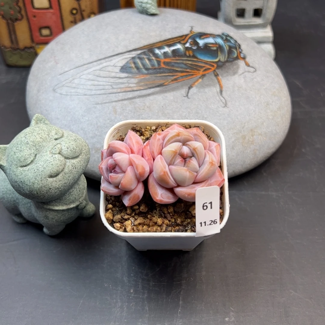 好好看61、哈哈哈哈哈