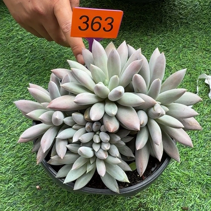 海豚体哥特一物一拍363